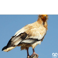 گونه کرکس مصری Egyptian Vulture